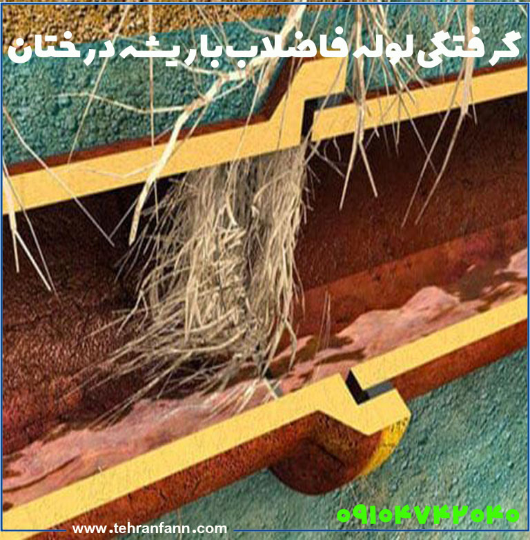 گرفتگی لوله فاضلاب با ریشه درخت